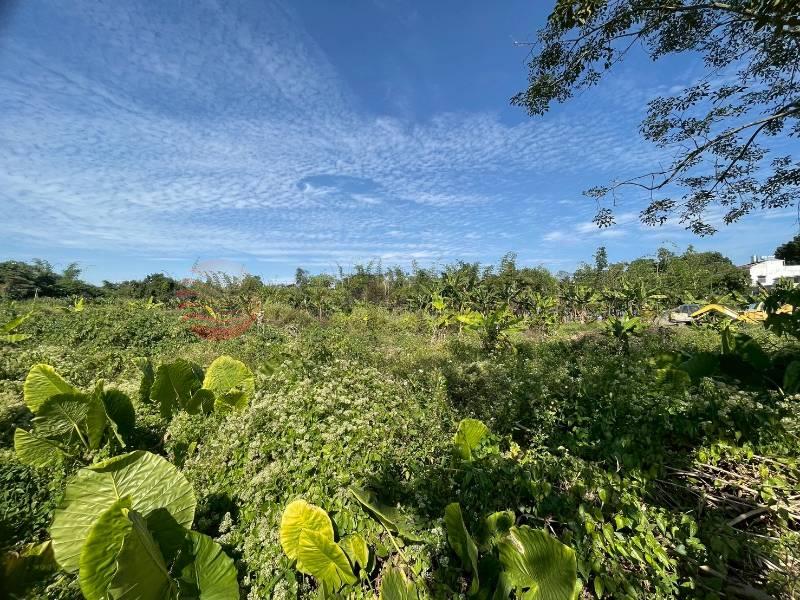 林內鄉成功國小旁美田