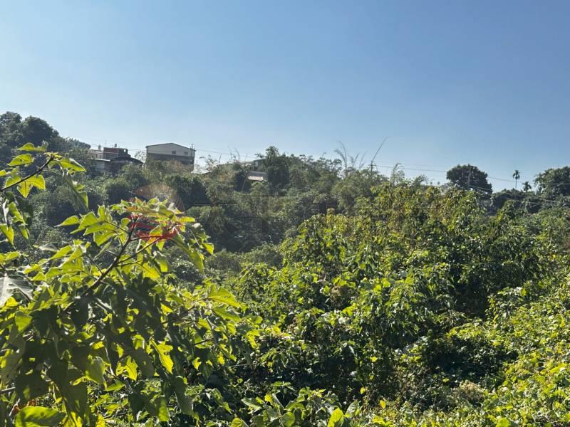 林內鄉成功國小旁美田