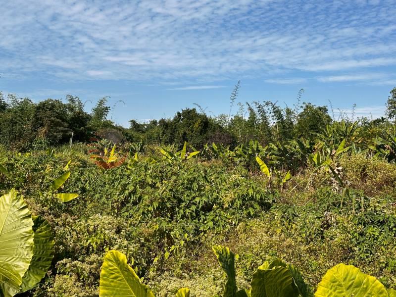 林內鄉成功國小旁美田