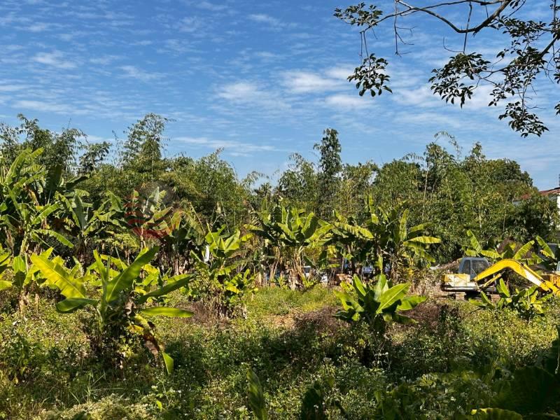 林內鄉成功國小旁美田